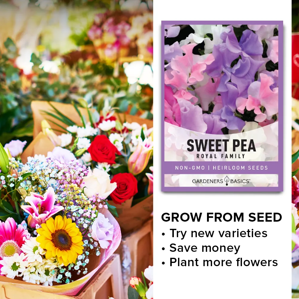 Annual Sweet Pea Royal Family Mix Seeds