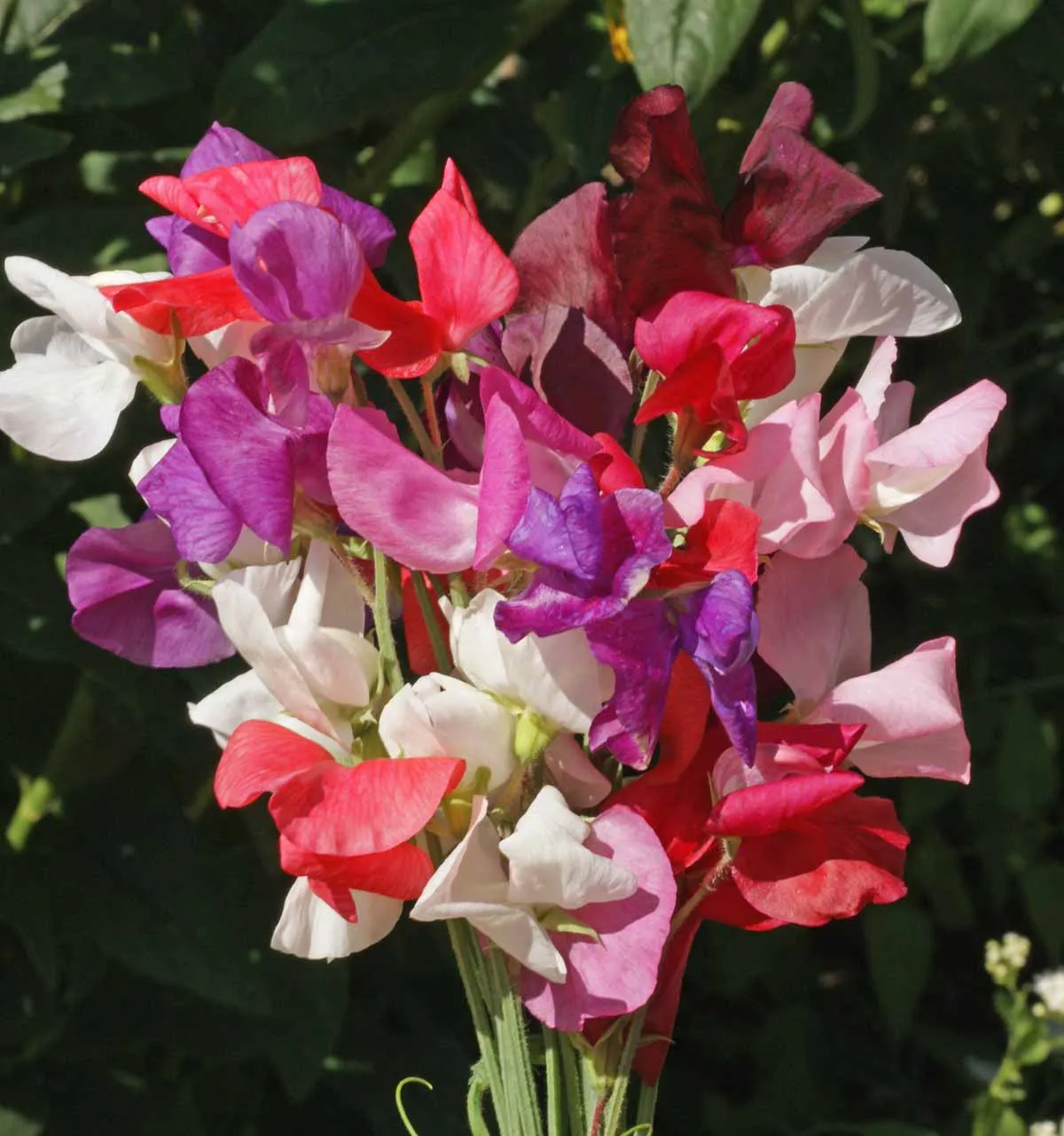 Annual Sweet Pea Royal Family Mix Seeds