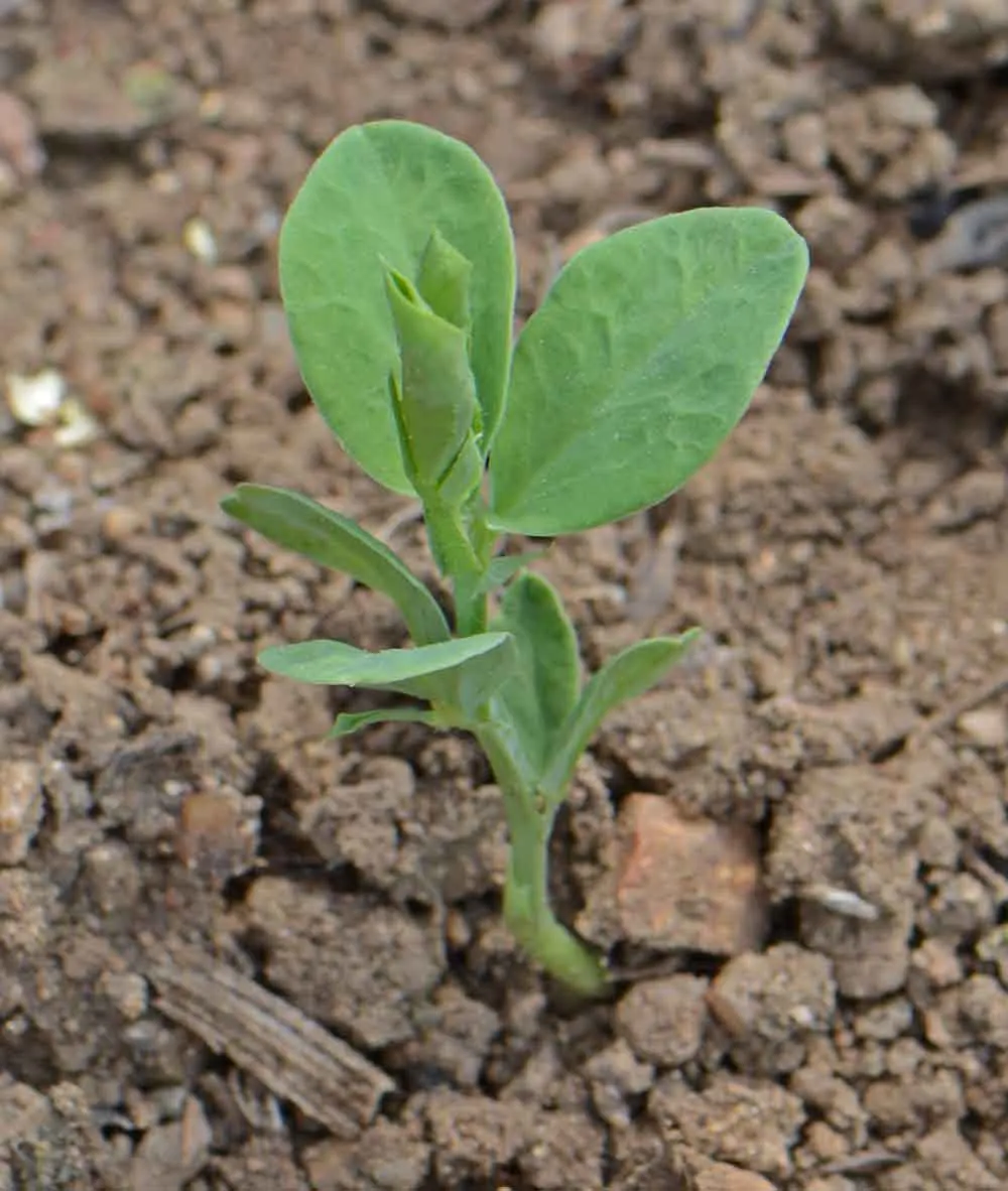 Annual Sweet Pea Royal Family Mix Seeds