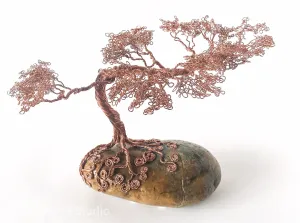 Central Coast Classic Monterey Pine