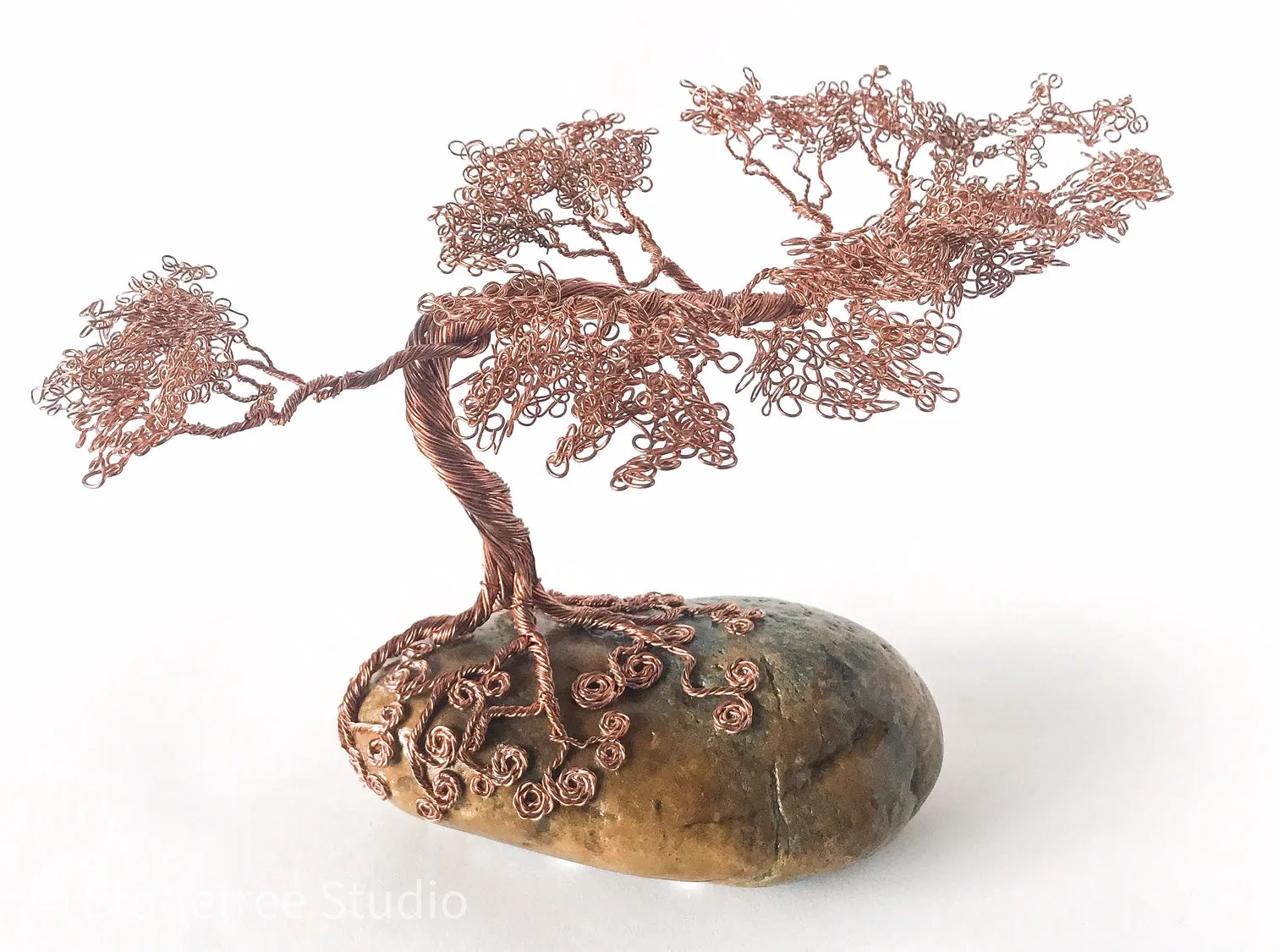 Central Coast Classic Monterey Pine