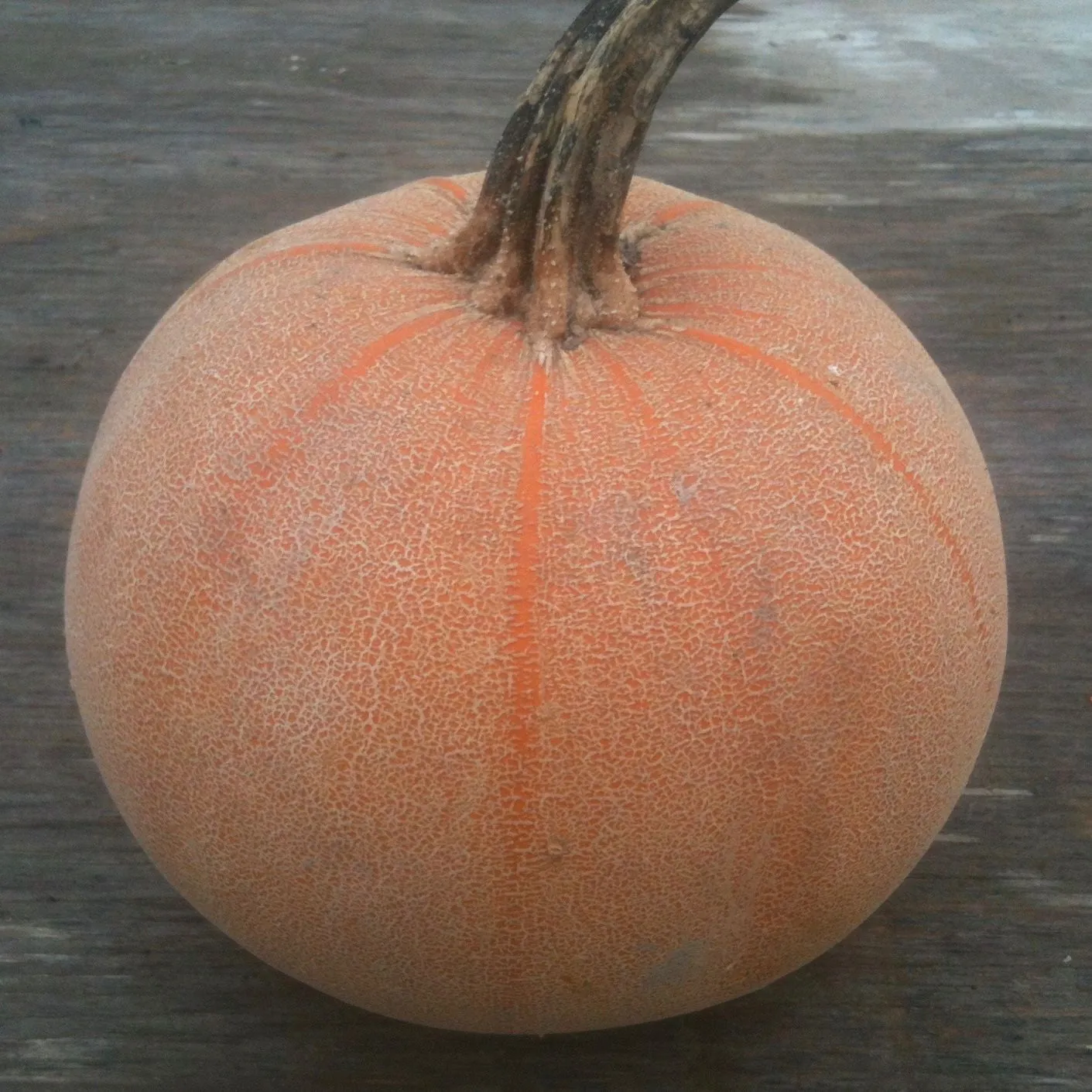 Citrouille Winter Luxury - semences bio