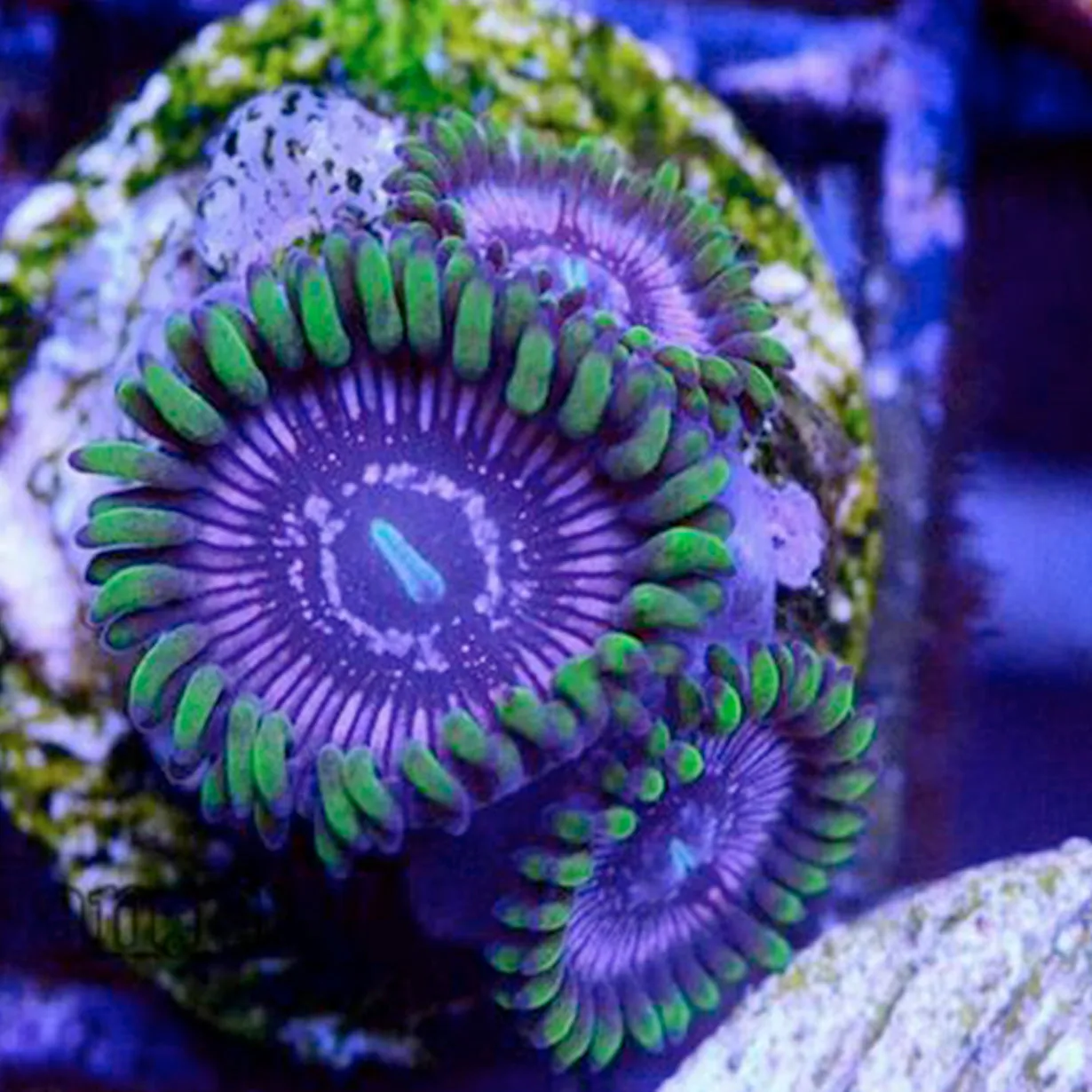 Coral Zoanthid Earring - Small