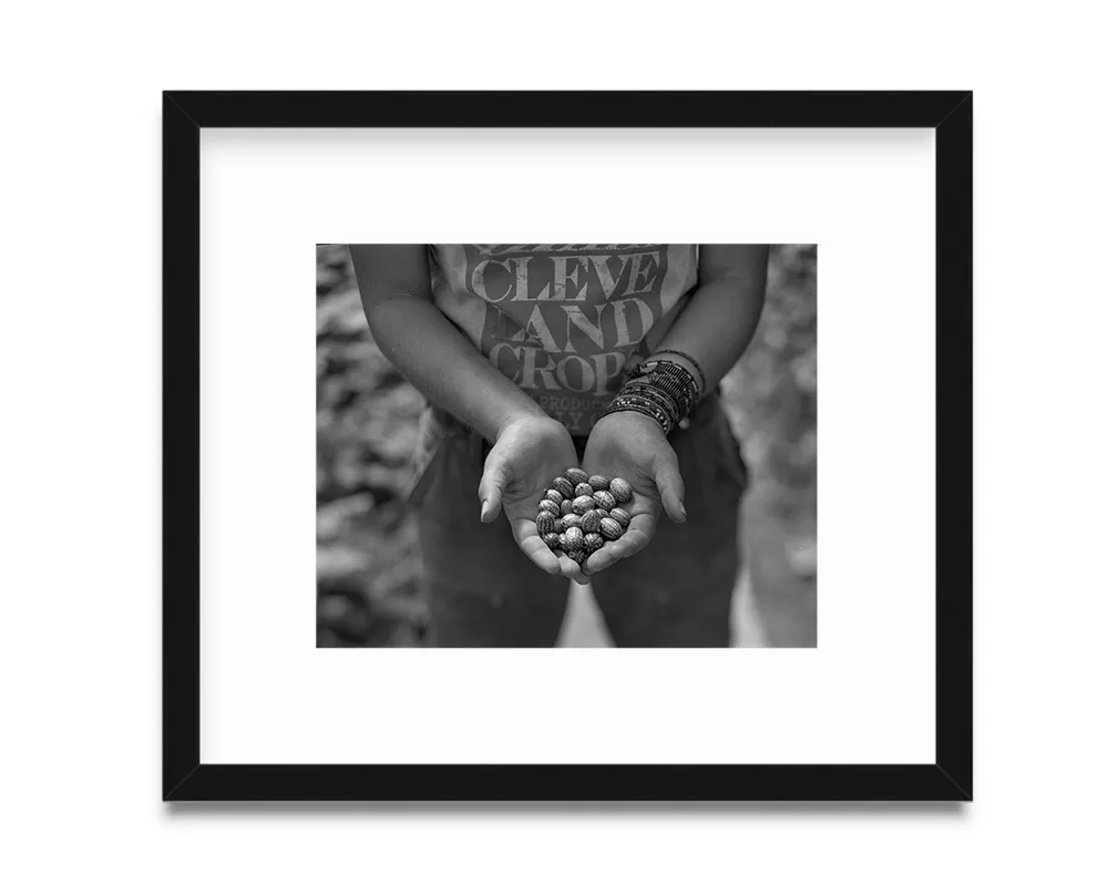Cucamelons at Stanard Farm, 2013