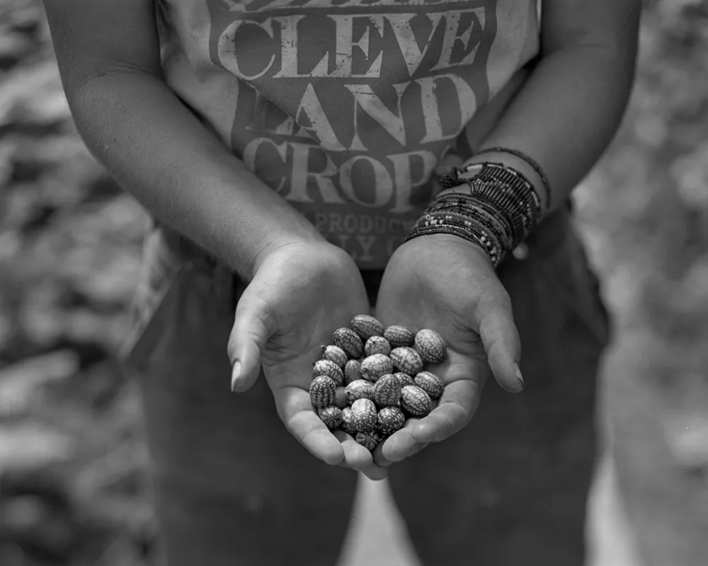 Cucamelons at Stanard Farm, 2013