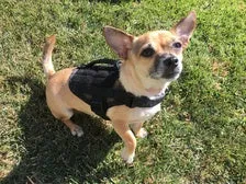 KILONINER COMPACT K9 TACTICAL MOLLE DOG VEST XX-SMALL