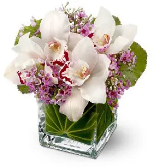 Lovely Orchids