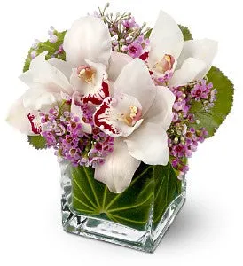 Lovely Orchids