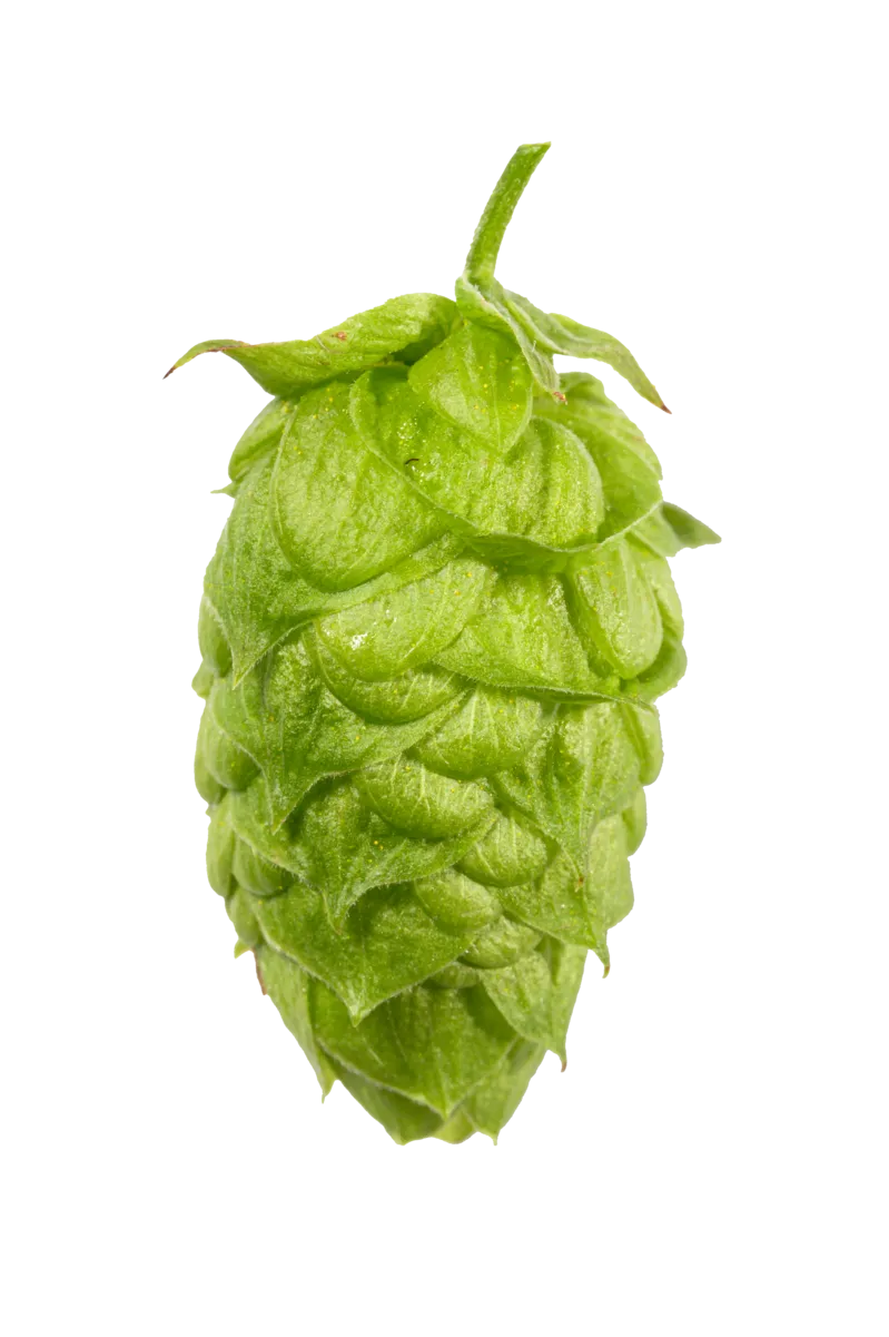 Mandarina Bavaria Hops