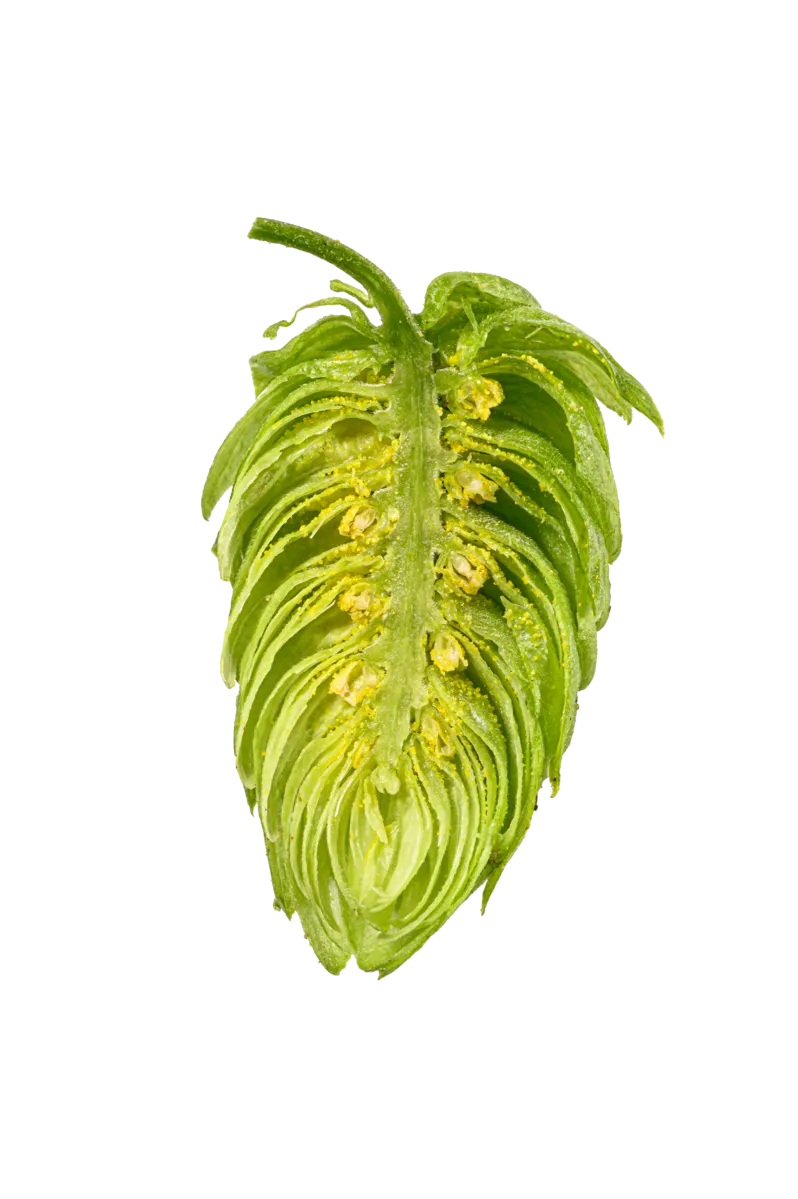 Mandarina Bavaria Hops