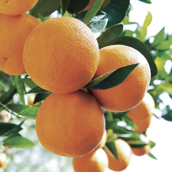 Orange Sweet Essential Oil 10ml
