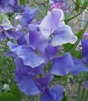 OSC Royal Blue Sweet Peas Seeds (Climbing Type) - Packet