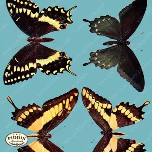 PDXC4160 -- Bright Butterflies