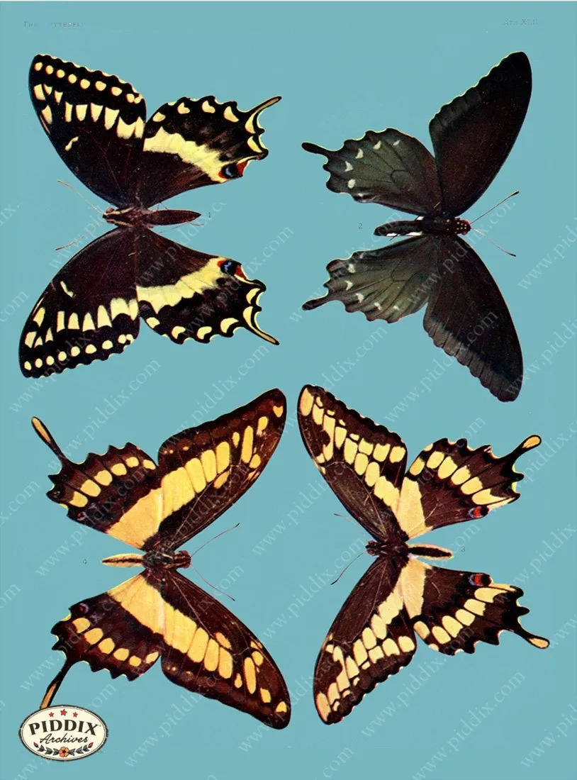 PDXC4160 -- Bright Butterflies