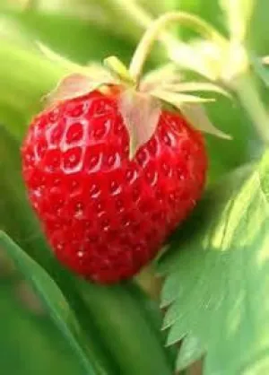 Strawberry Ripe 0-5 Nic