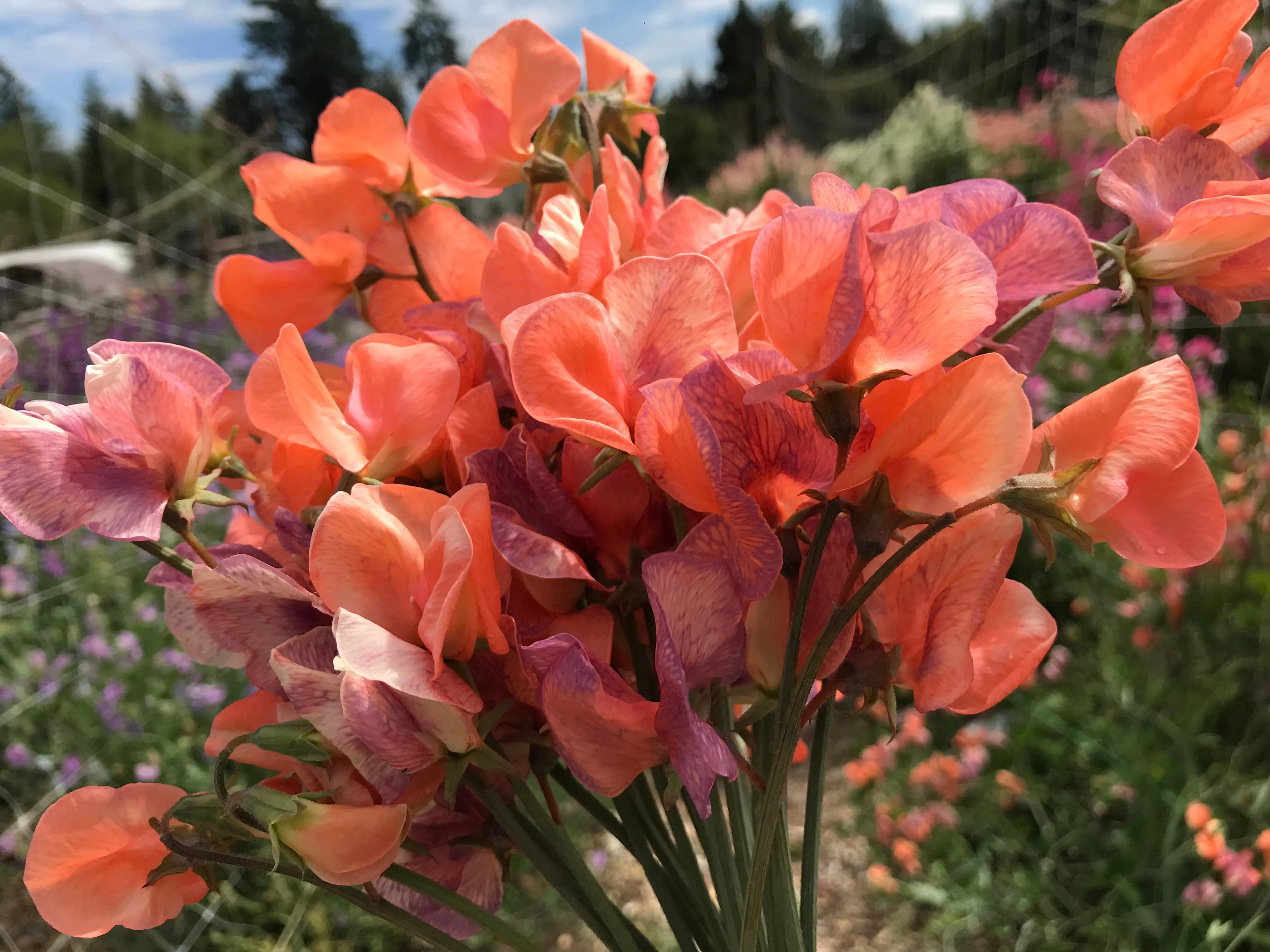 Sweet Pea Blue Vein