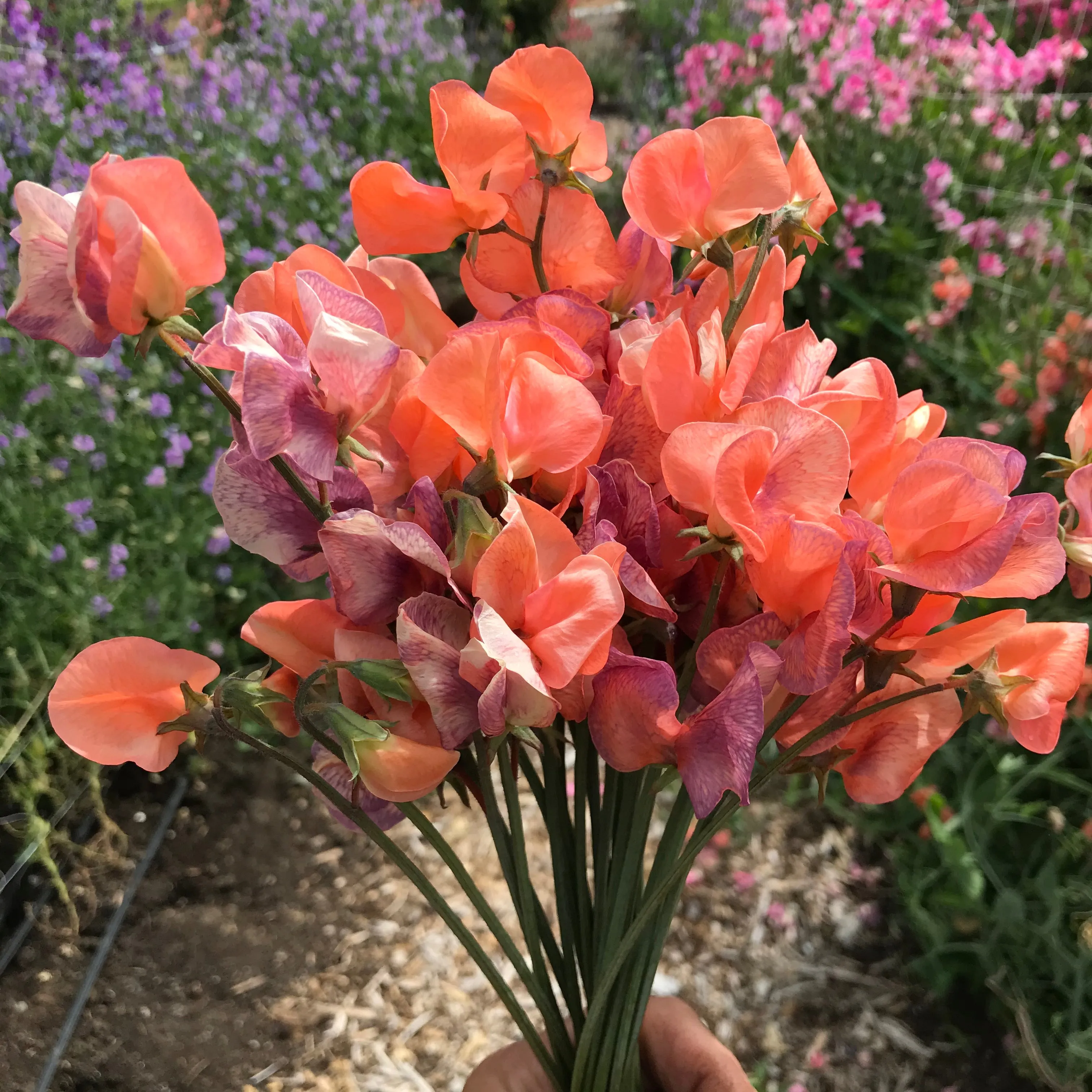 Sweet Pea Blue Vein