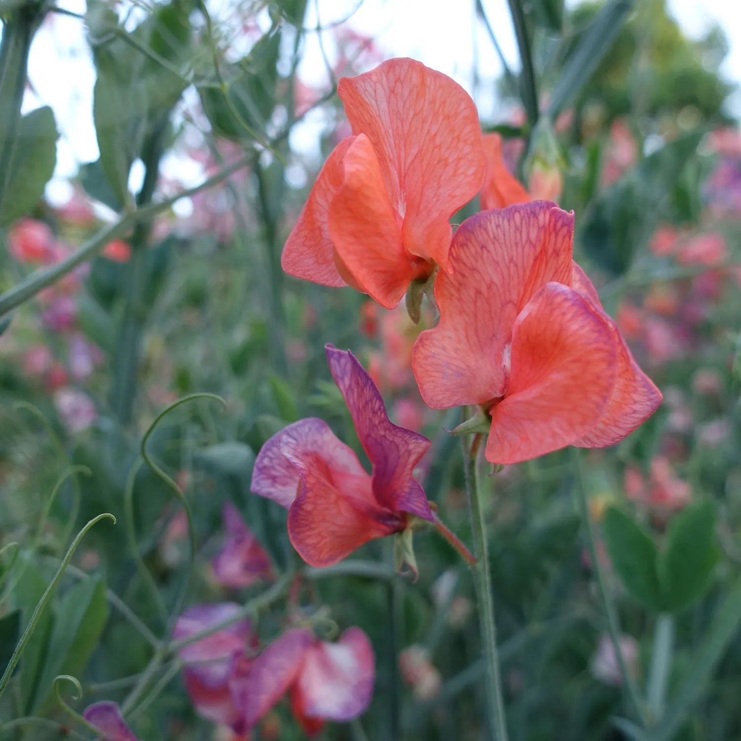 Sweet Pea Blue Vein