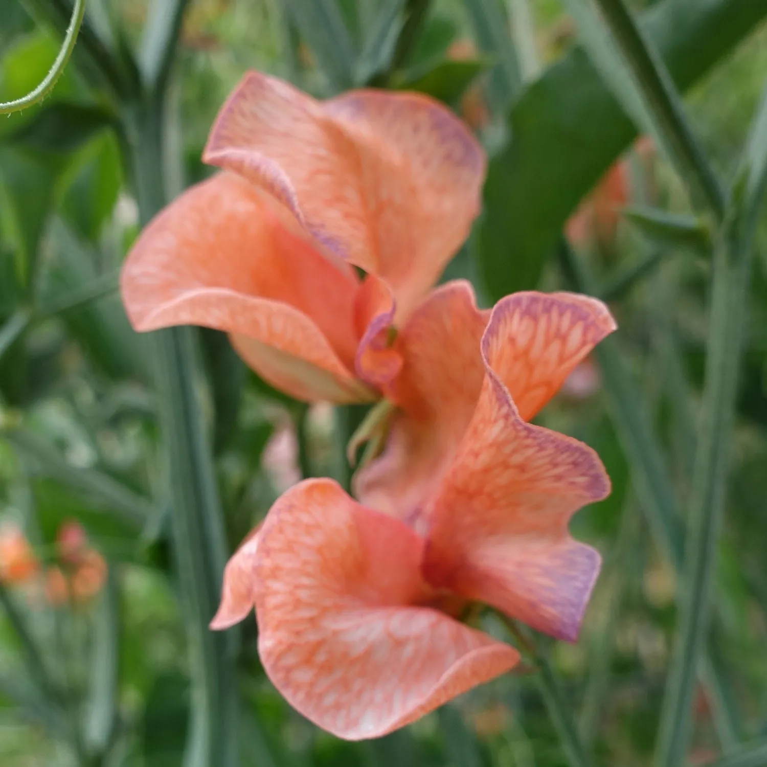 Sweet Pea Blue Vein