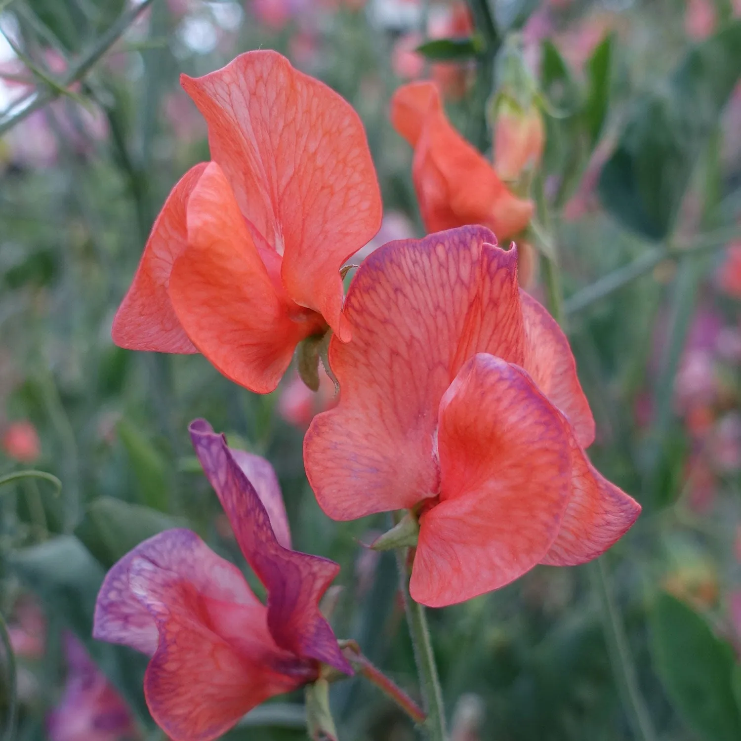 Sweet Pea Blue Vein