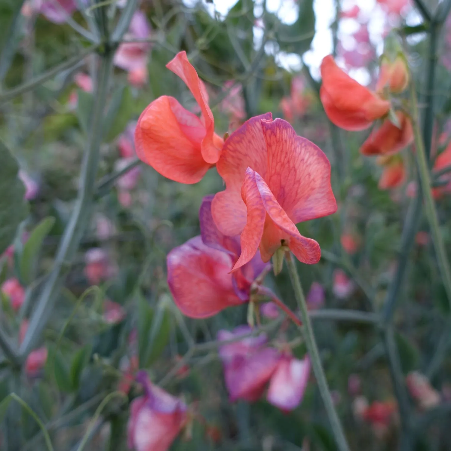 Sweet Pea Blue Vein
