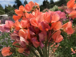 Sweet Pea Blue Vein