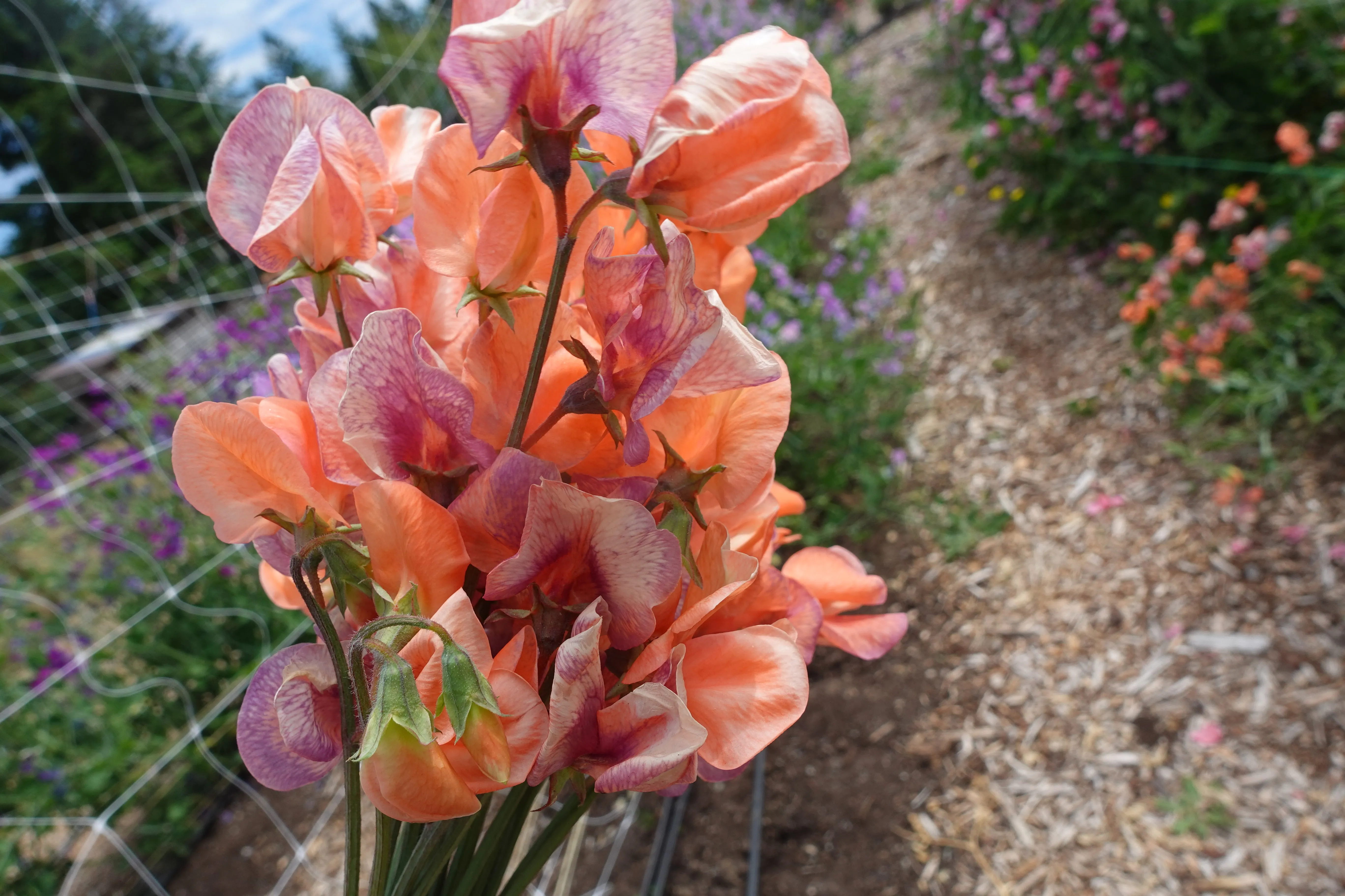 Sweet Pea Blue Vein