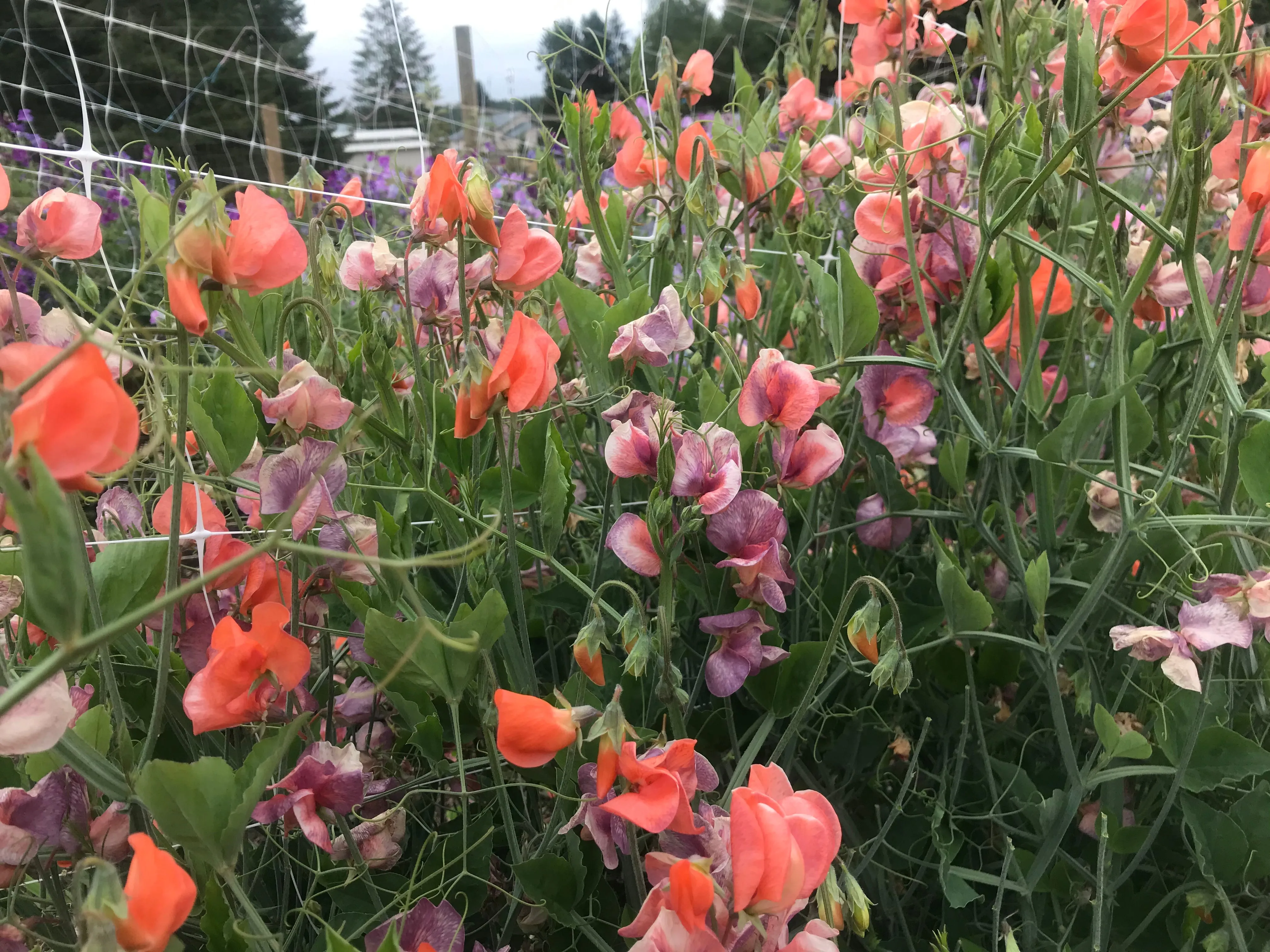 Sweet Pea Blue Vein