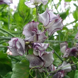 Sweet Pea Nimbus