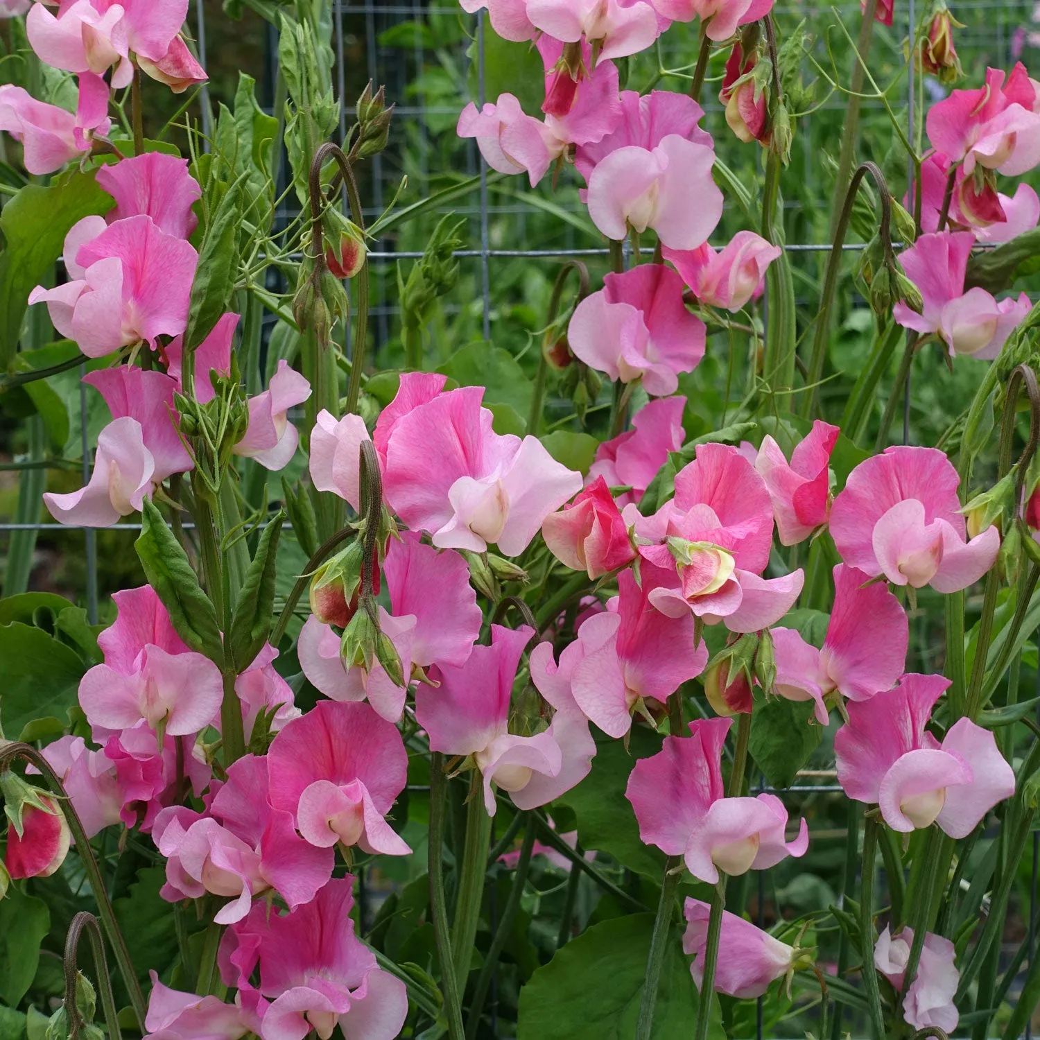 Sweet Pea Strawberry Fields