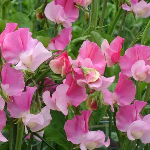Sweet Pea Strawberry Fields