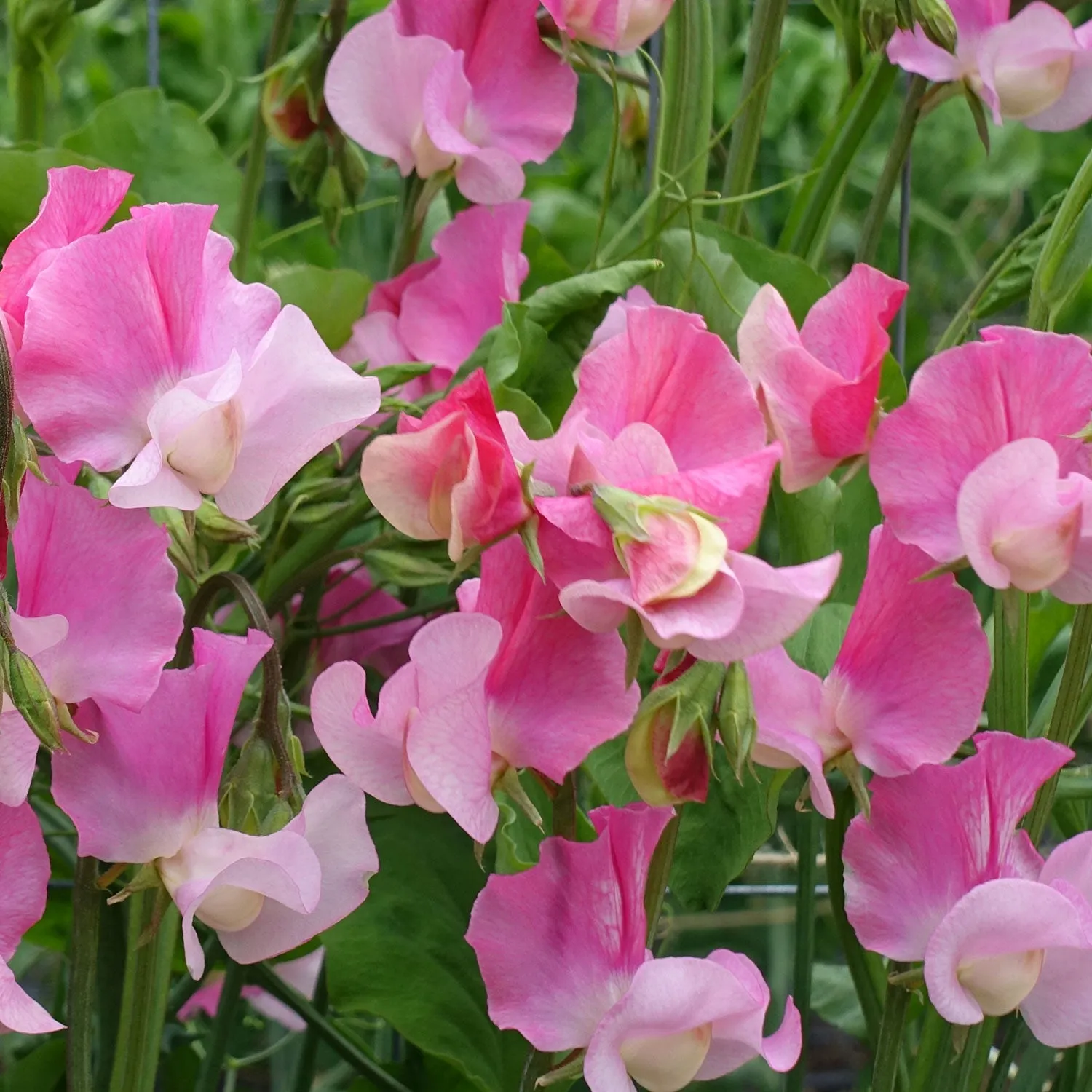 Sweet Pea Strawberry Fields