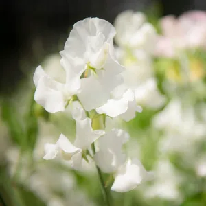 Sweet Pea Wild Swan