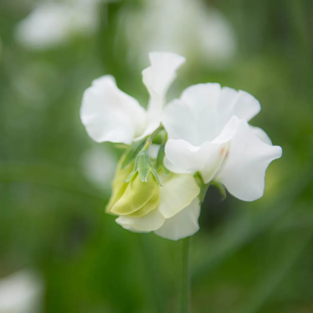 Sweet Pea Wild Swan