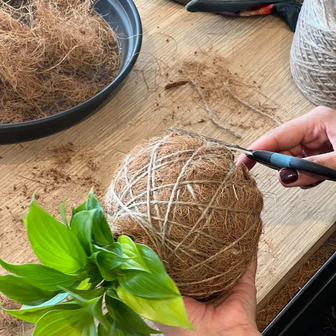 Urban Oasis Kokedama Small