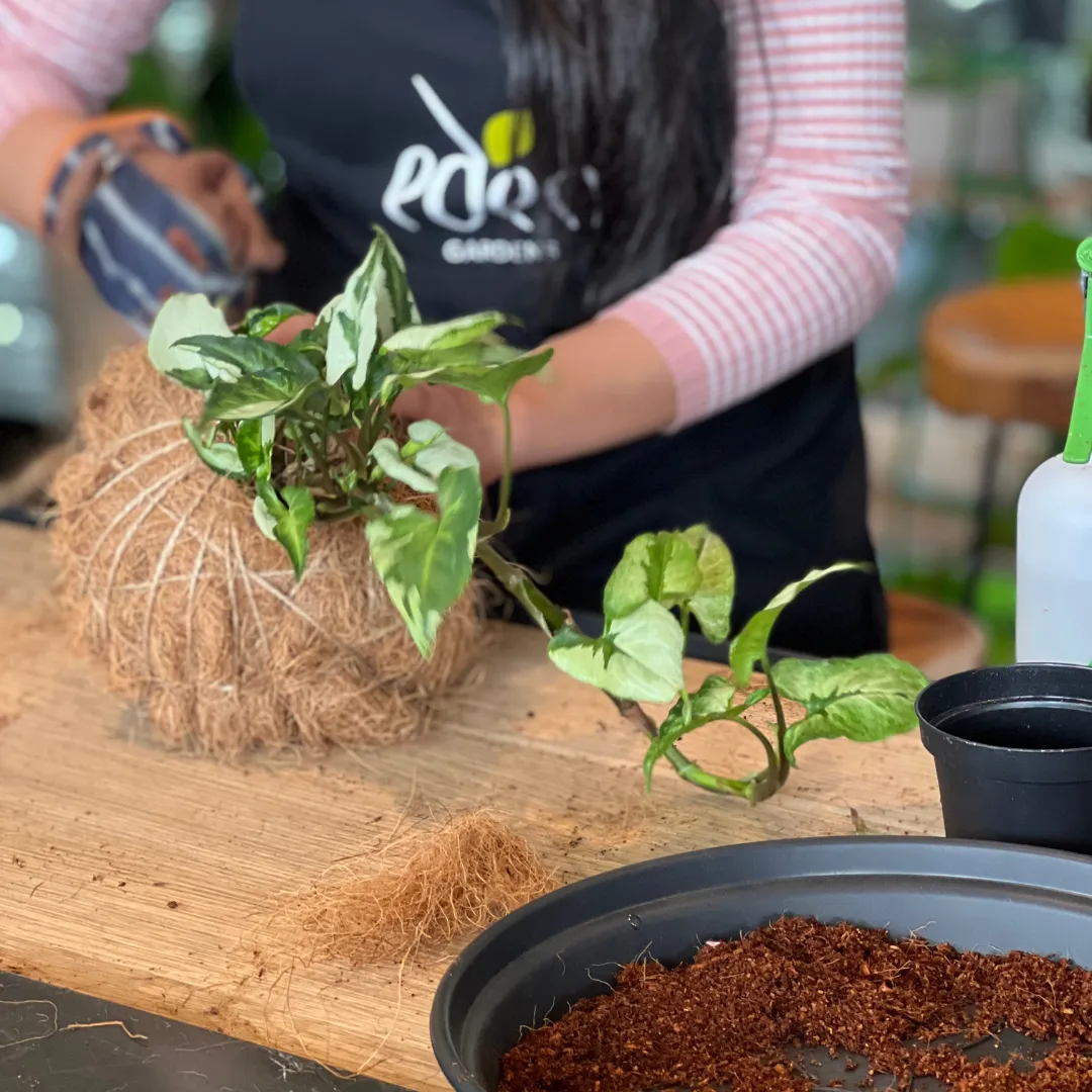 Urban Oasis Kokedama Small