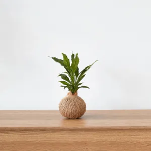 Urban Oasis Kokedama Small