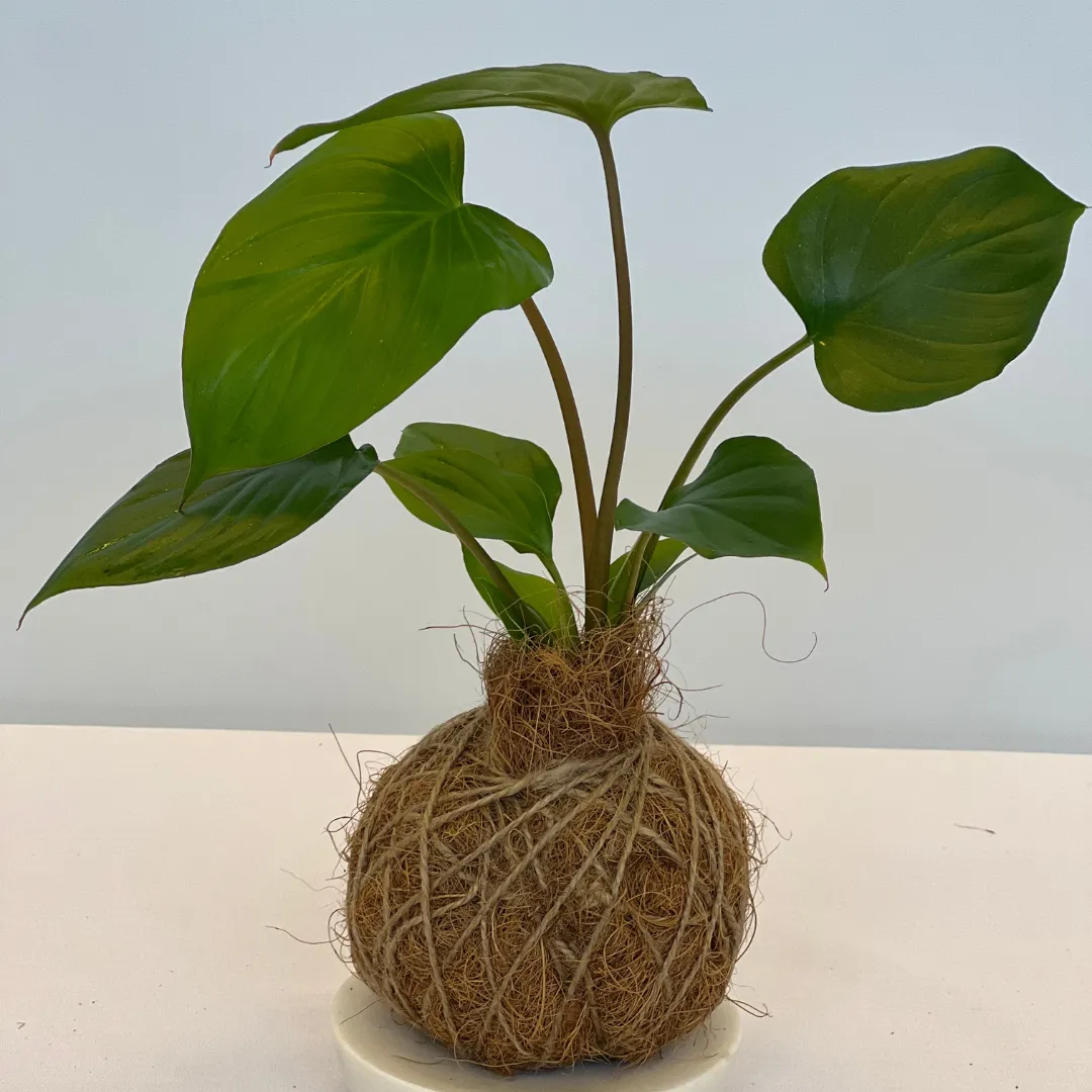 Urban Oasis Kokedama Small