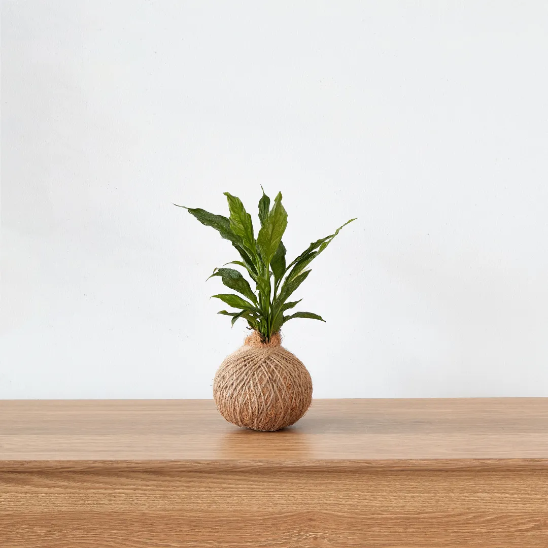 Urban Oasis Kokedama Small